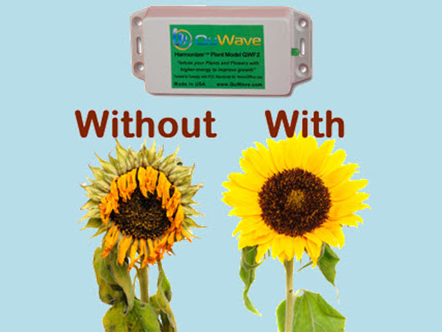 quwave_flower_improved_with_harmonizer_640x480